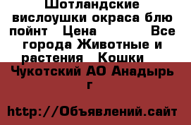 Шотландские вислоушки окраса блю пойнт › Цена ­ 4 000 - Все города Животные и растения » Кошки   . Чукотский АО,Анадырь г.